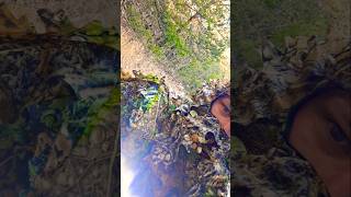 Crossbow archery turkey hunt deer hunt [upl. by Arednaxela]