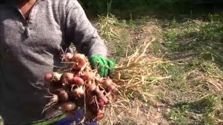 Fraternités Ouvrières  2018 10  Alliacés plantés sur mini buttes  partie II [upl. by Kikelia929]