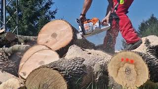 Holzfforma G660 vs Stihl MS 500i vs Stihl MS 462 [upl. by Vincenty]