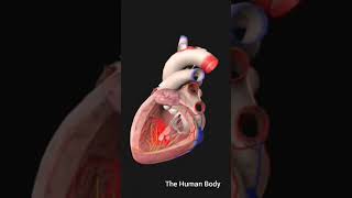 3d anatomy of the heart ventricles human meded anatomy 3dmodel [upl. by Aztiley235]