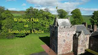 Wallace Oak in Hunterston Castle [upl. by Quint23]