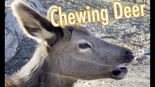 Chewing Deer  Close up 4K [upl. by Sudnor782]