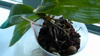 Neem oil for Virus infected orchid [upl. by Nerhtak]