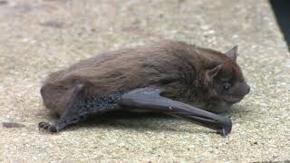 Nathusius Pipistrelle Bat [upl. by Hael]