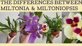 The differences between Miltonia amp Miltoniopsis orchids and how to grow both [upl. by Nevin]