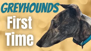 Greyhounds First Time [upl. by Dyanne]