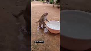 No Monkey Business 🚫🙉 🔹 Follow My IG For Daily Vids🔹 funny shorts funnyanimal monkeys [upl. by Elephus]