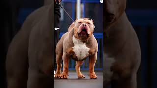 Husky vs American bully vs Napoleon mastiff [upl. by Eilesor]