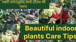 Indoor plants Care Tips garden ko सरसफाई गर्दै प्लान्ट हरु देखाउँदै छु।। [upl. by Eenahc725]