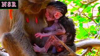 Reduce Stress With Nature Serenity Relaxing About Birds Chirping and Baby Monkey Moments [upl. by Alikat]