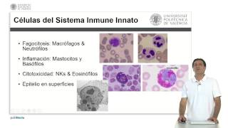 Componentes del Sistema Inmunológico Innato   UPV [upl. by Elata]