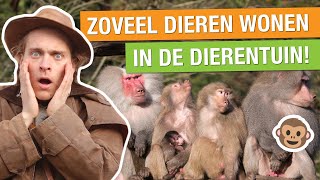 ALLE DIEREN IN DE DIERENTUIN TELLEN BINNEN 24 UUR 😱🐒  Op pad met Niels 27 [upl. by Hedgcock592]