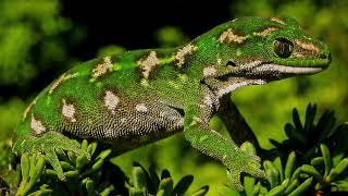 Maori Hill School Taonga of Orokonui  Moko KākārikiJewelled Gecko [upl. by Ainevuol876]