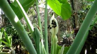 Giant Colocasia and its pollinators [upl. by Nuahsyd]