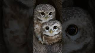 Spotted owlet  Gursimratphotos [upl. by Airitak]