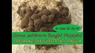 Come coltivare funghi pioppini in casa su paglia fai da te [upl. by Ayikin]