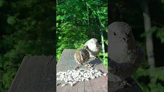 Sparrow Feeds Cowbird Chick Parasite [upl. by Tristan]