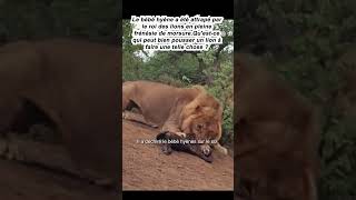 animal animals الصيد wildlife ببغاء animaux الحمام الحسون [upl. by Llezom900]