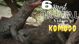 Most Brutal Videos of Komodo Dragons Eating Preys ALIVE [upl. by Richmond58]