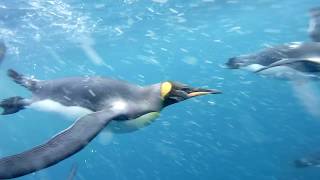 King Penguins underwater video [upl. by Jenna]