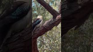 Kookaburra Waverton [upl. by Auqinat801]