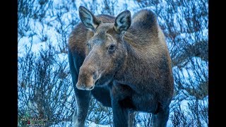 Canadian Rockies Moose with Calf Grazing [upl. by Palgrave]