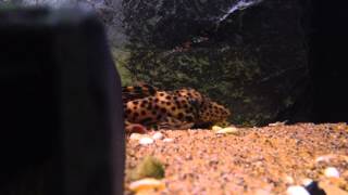 Leporacanthicus heterodon  Golden Vampire Pleco [upl. by Llerryt908]