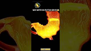 How Digestive System Works 3D Animation  facts knowledge explainedinhindi shorts fyp [upl. by Keli666]