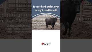 Assessing under and overconditioned cows beefcattle cowcalf [upl. by Eriuqs]