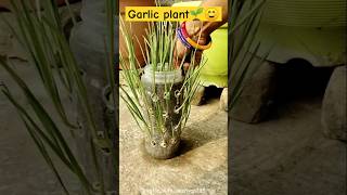 Garlic plant🌱☺️ growgreen organicgrowing organicgardening garlic garlicpaste garlicchatni las [upl. by Pacificia]