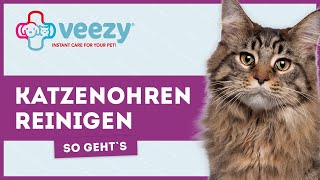 Katzenohren reinigen ► Wie gehts richtig [upl. by Aunson]