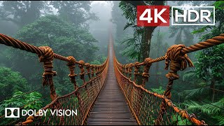 Green AMBIENCE DOLBY VISION 4K HDR  So Real Youll Forget Youre Inside 60 FPS [upl. by Okimik803]