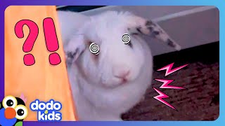 Fluffy Bunny THUMPS His Feet At Us But Why  Dodo Kids  Animal Videos [upl. by Capone455]