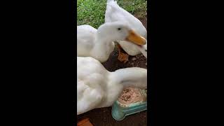 Pet Ducks  eating  PART 3 [upl. by Nesta431]