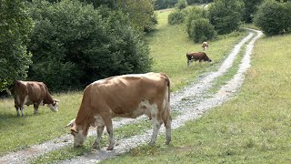 Stočari sa Janjske visoravni muku muče sa oštećenim putem i stalnim napadom divljači [upl. by Aneetsyrk]