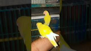 দুটো পাখি একই ডালে youtubeshort birds lovebirds shortvideo শখেরপাখি [upl. by Blood160]