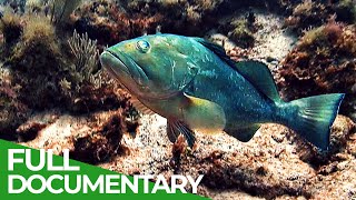 Changing Seas  Our Oceans in Peril  Full Season  Free Documentary Nature [upl. by Hadeehuat]