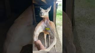 Roger the Ripped Kangaroo 💪 wildlife nature animals rogerthekangaroo australia animalfacts [upl. by Neerom919]