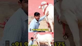 Milk white Tharparkar cow cattle dairy cowdairyfarm dairyfarm Shorts [upl. by Ydniw]