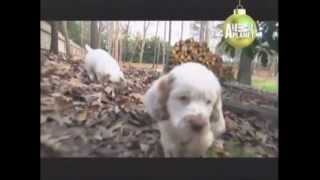 CLUMBER SPANIEL  ABC CANINO  101 DOGS  ESPAÑOL [upl. by Aznecniv]