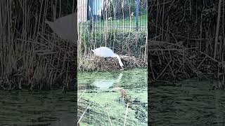 Swan enjoys bread and protects nest [upl. by Stine]