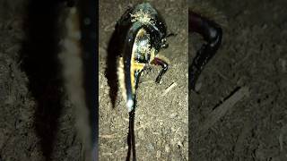 Neptunus beetle Dynastes neptunus sounds [upl. by Meehyr]