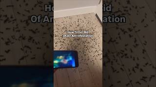 How to get Rid of ant infestation  4dbuildss  ksi ksiedits fyp trending shorts [upl. by Saravat]