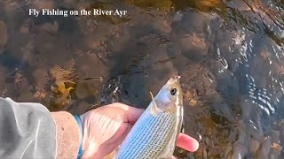 Fly Fishing for Trout and Grayling on the River Ayr with Davie McPhail [upl. by Ahsienar]