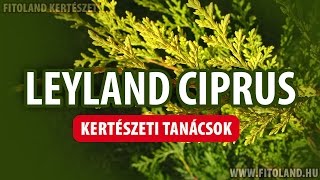 Mit kell tudni a leylandi ciprusról  kertészeti tanácsok [upl. by Annel]