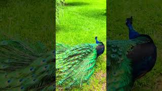 Peacock Dance Display Peacock Opening Feathers beautiful birds shorts video May 25 2024 [upl. by Blount750]