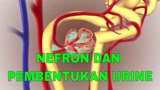 STRUKTUR NEFRON DAN PROSES PEMBENTUKAN URINE [upl. by Loutitia]