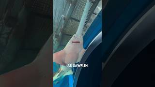 Sawfish  The Unique Fish You Have Ever Seen [upl. by Biernat]