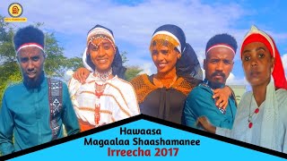 IRREECHA bara 2017 qeerrooqarree fi haawwolii magaalaa shaashamanee [upl. by Sapienza532]