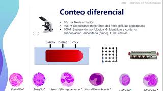 3Biometría hemática de muestras normales tinción de Wright y conteo diferencial [upl. by Niuq]